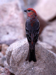 pinegrossbeak.jpg